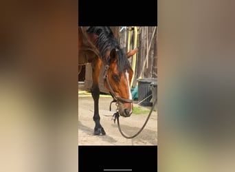 Other Thoroughbred Breeds Mix, Gelding, 13 years, 16,2 hh, Bay