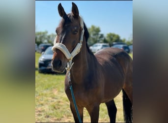 Other Thoroughbred Breeds, Gelding, 14 years, 15,2 hh, Bay-Dark