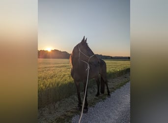 Other Thoroughbred Breeds, Gelding, 14 years, 15.2 hh, Brown