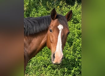 Other Thoroughbred Breeds, Gelding, 14 years, 16 hh, Brown