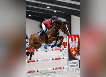 Other Thoroughbred Breeds, Gelding, 14 years, Brown