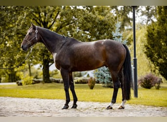 Other Thoroughbred Breeds, Gelding, 14 years, Brown