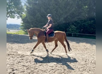 Other Thoroughbred Breeds, Gelding, 15 years, 15,2 hh, Chestnut-Red