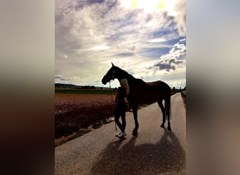 Other Thoroughbred Breeds, Gelding, 15 years, 16,2 hh, Bay-Dark