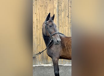 Other Thoroughbred Breeds, Gelding, 16 years, 15.1 hh