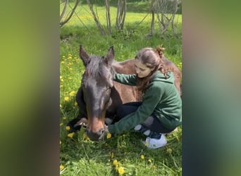 Other Thoroughbred Breeds, Gelding, 16 years, 15.1 hh