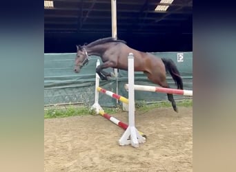 Other Thoroughbred Breeds, Gelding, 16 years, 15.1 hh