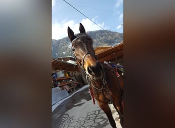 Other Thoroughbred Breeds, Gelding, 18 years