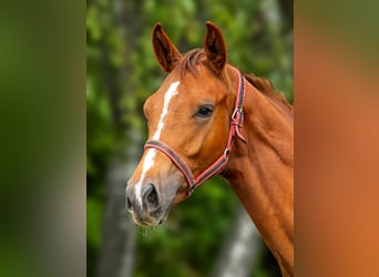 Other Thoroughbred Breeds, Gelding, 1 year, 12,2 hh, Chestnut-Red
