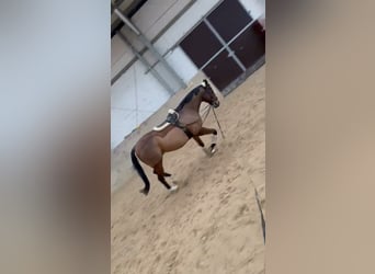 Other Thoroughbred Breeds, Gelding, 20 years, 16.1 hh, Brown