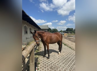 Other Thoroughbred Breeds, Gelding, 20 years, 16,2 hh, Brown