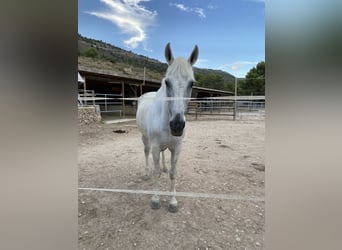 Other Thoroughbred Breeds Mix, Gelding, 24 years, 16.2 hh, Gray-Blue-Tan