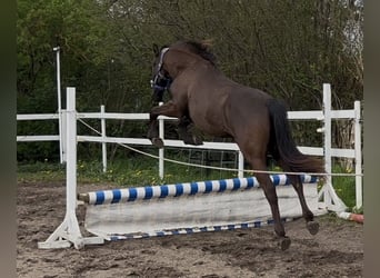 Other Thoroughbred Breeds, Gelding, 2 years, 14,2 hh, Brown