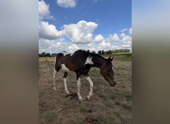 Other Thoroughbred Breeds, Gelding, 2 years, 15.2 hh, Overo-all-colors