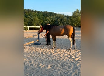 Other Thoroughbred Breeds Mix, Gelding, 3 years, 15 hh