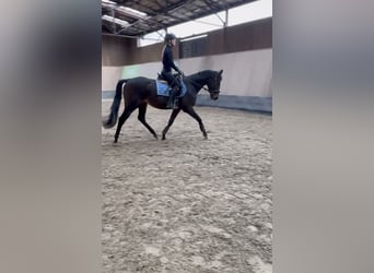 Other Thoroughbred Breeds, Gelding, 3 years, 15,2 hh, Brown