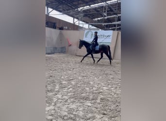 Other Thoroughbred Breeds, Gelding, 3 years, 15,2 hh, Brown