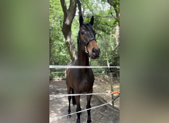 Other Thoroughbred Breeds, Gelding, 3 years, 15,3 hh, Bay-Dark