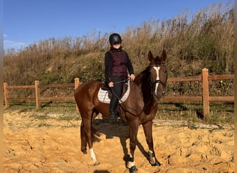 Weitere Vollblüter, Wallach, 3 Jahre, 16,1 hh, Fuchs