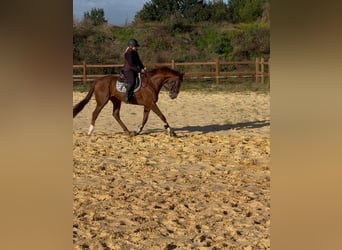 Other Thoroughbred Breeds, Gelding, 3 years, 16,1 hh, Chestnut-Red