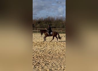 Other Thoroughbred Breeds, Gelding, 3 years, 16,1 hh, Chestnut-Red