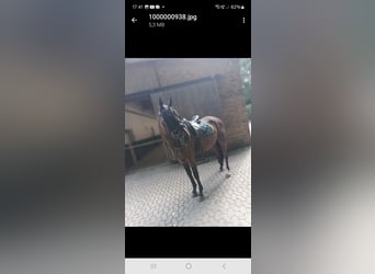 Other Thoroughbred Breeds, Gelding, 3 years, 16.2 hh, Brown Other Thoroughbred Breeds, Gelding, 3 years, 16.2 hh, Brown