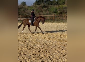 Other Thoroughbred Breeds, Gelding, 4 years, 16 hh, Chestnut-Red