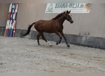 Other Thoroughbred Breeds, Gelding, 4 years, 16 hh, Chestnut-Red