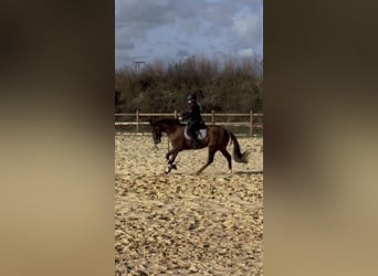 Other Thoroughbred Breeds, Gelding, 4 years, 16 hh, Chestnut-Red