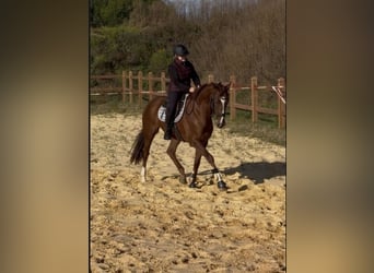 Other Thoroughbred Breeds, Gelding, 4 years, 16 hh, Chestnut-Red