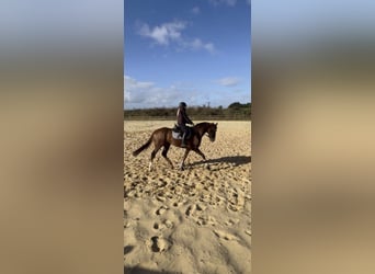 Other Thoroughbred Breeds, Gelding, 4 years, 16 hh, Chestnut-Red