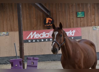 Other Thoroughbred Breeds, Gelding, 4 years, 16 hh, Chestnut-Red