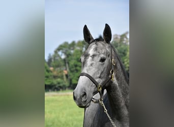 Other Thoroughbred Breeds, Gelding, 4 years, 16 hh, Grey-Dapple