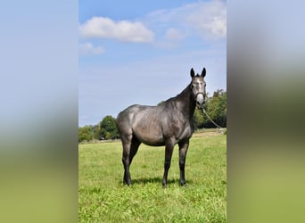 Other Thoroughbred Breeds, Gelding, 4 years, 16 hh, Grey-Dapple