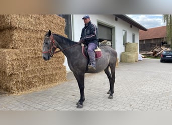 Other Thoroughbred Breeds, Gelding, 4 years, 16 hh, Grey-Dapple