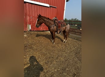 Other Thoroughbred Breeds, Gelding, 5 years, 14 hh, Roan-Red