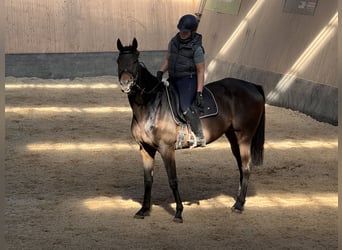 Other Thoroughbred Breeds, Gelding, 5 years, 16.1 hh, Brown