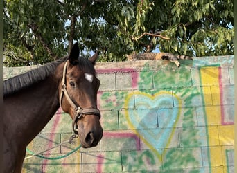 Weitere Vollblüter, Wallach, 5 Jahre, 16 hh, Dunkelbrauner