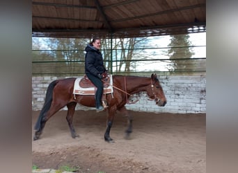 Other Thoroughbred Breeds, Gelding, 5 years, 16 hh, Brown