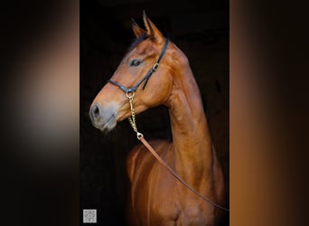 Other Thoroughbred Breeds, Gelding, 5 years, 16,2 hh, Brown