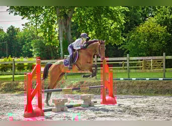 Other Thoroughbred Breeds, Gelding, 5 years, 16,2 hh, Brown