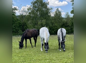 Other Thoroughbred Breeds, Gelding, 5 years, 17 hh, Bay-Dark