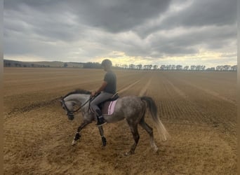Other Thoroughbred Breeds, Gelding, 6 years, 15,2 hh, Gray-Dapple