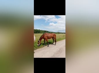 Other Thoroughbred Breeds, Gelding, 6 years, 16.1 hh, Brown Other Thoroughbred Breeds, Gelding, 6 years, 16.1 hh, Brown