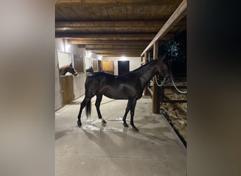 Other Thoroughbred Breeds, Gelding, 6 years, 16 hh, Bay-Dark