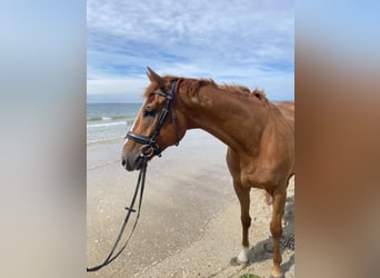 Other Thoroughbred Breeds, Gelding, 6 years, 16 hh, Chestnut-Red