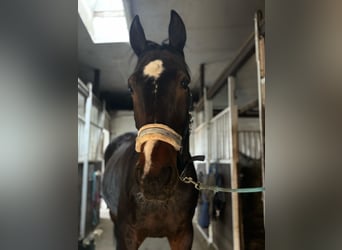 Other Thoroughbred Breeds, Gelding, 6 years, 16,3 hh, Bay-Dark