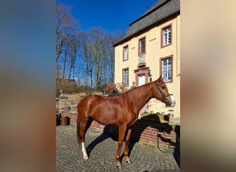 Other Thoroughbred Breeds Mix, Gelding, 6 years, 17,1 hh, Chestnut-Red