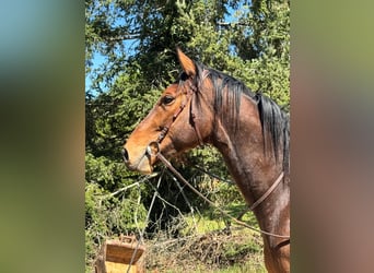 Other Thoroughbred Breeds, Gelding, 6 years, 17 hh, Brown