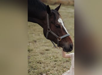 Other Thoroughbred Breeds, Gelding, 7 years, 16,1 hh